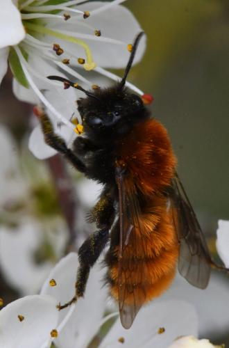 Andrena fulva
